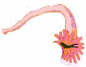 Fallopian Tube Cleanse