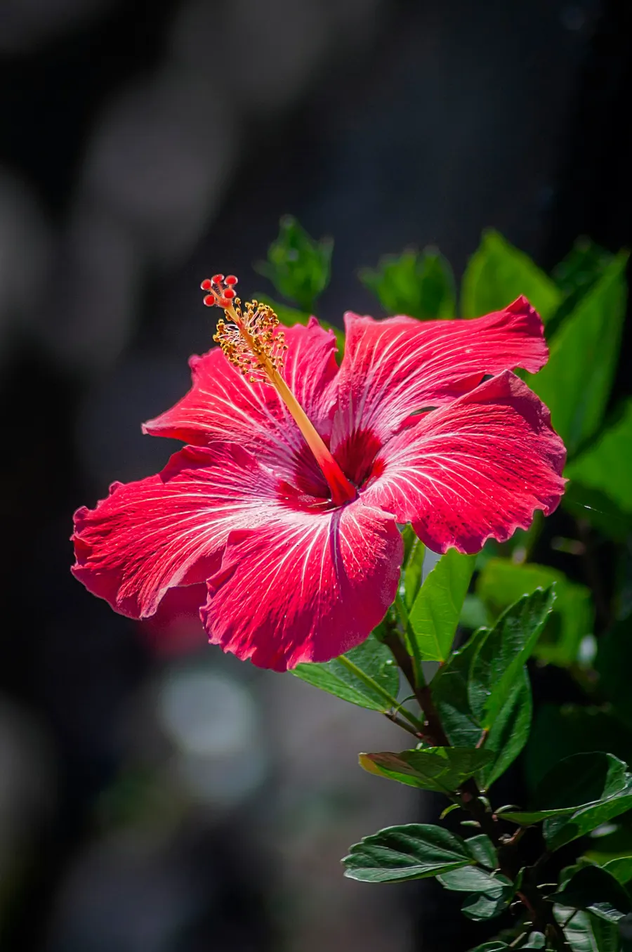 A single red hibiscus flower in bloom